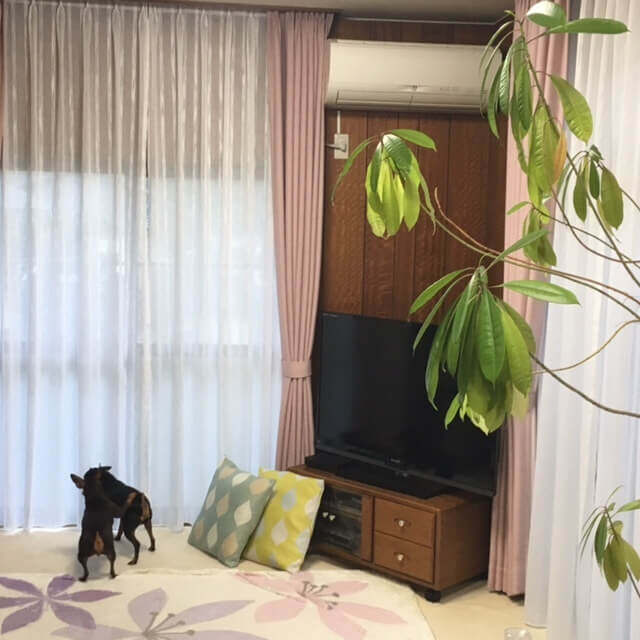 ＳＴＡＦＦのお部屋シリーズPart6 JUSTCURTAIN STAFF’S ROOM