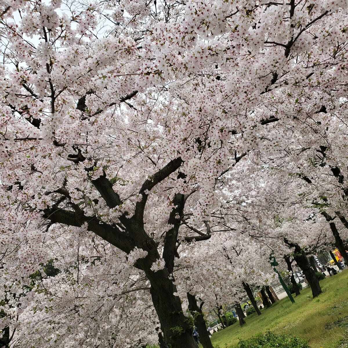 桜の季節ですね?