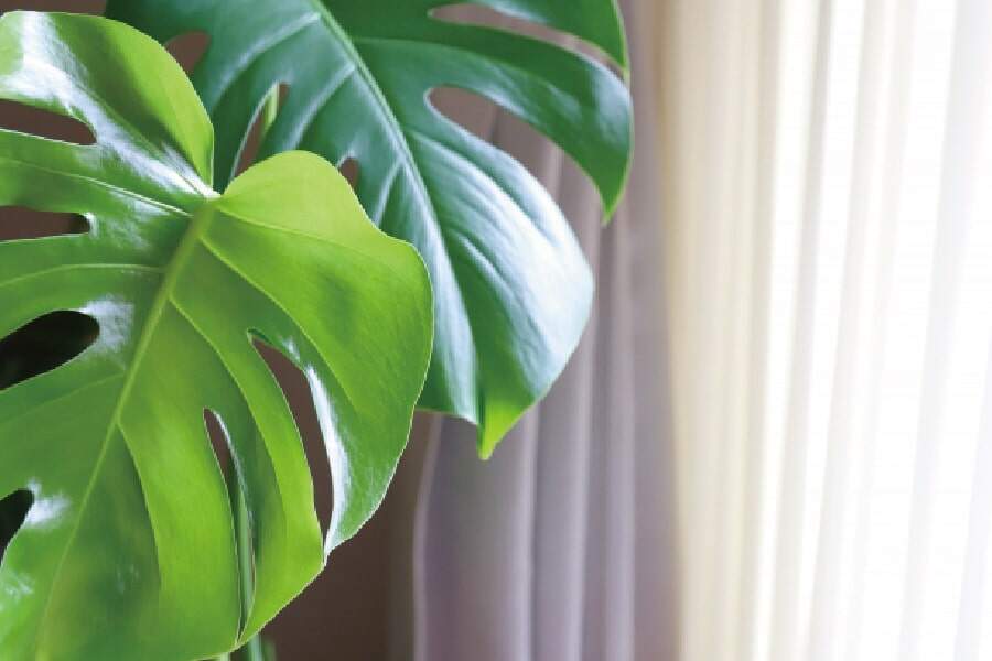 植物に影響が出ている画像